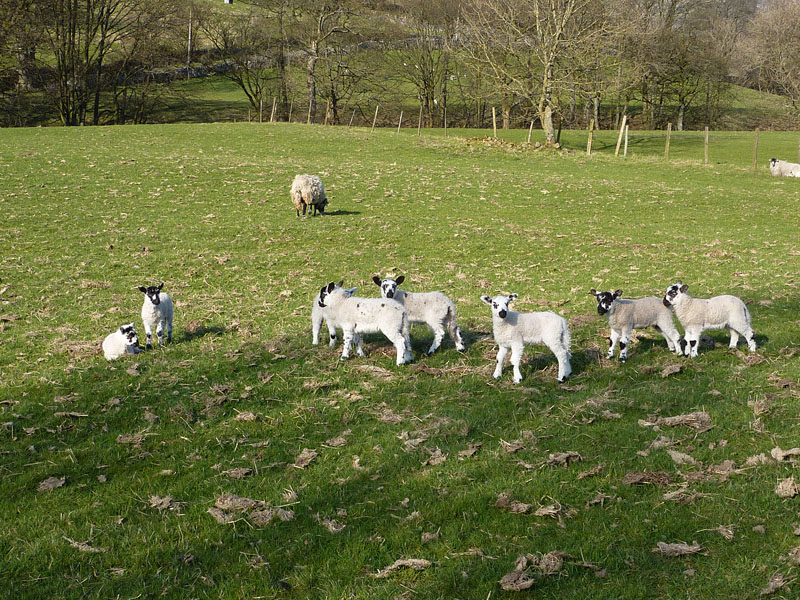 Lambs